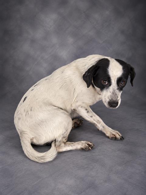 JOHNS, a dog for adoption from Polk County Animal Control