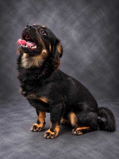 A1284658, a dog for adoption from Polk County Animal Control