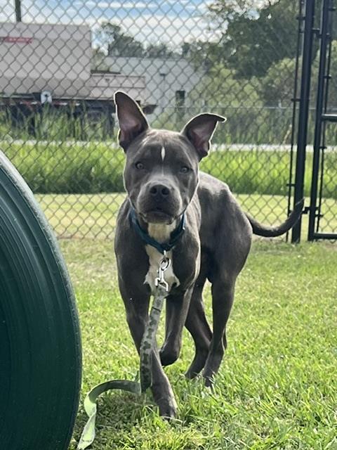 A1284669, a dog for adoption from Polk County Animal Control
