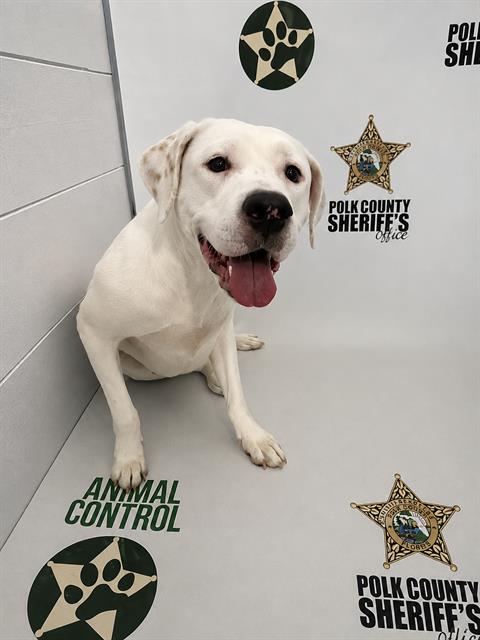 IVY, a dog for adoption from Polk County Animal Control