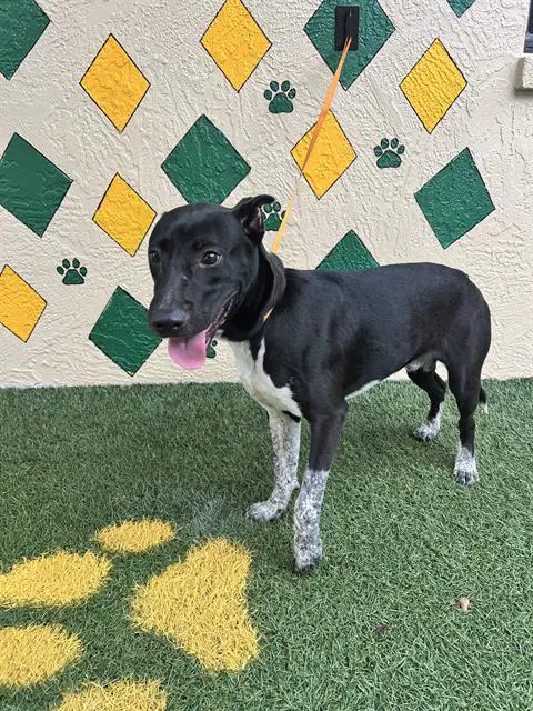 Zach - Australian Cattle Dog/Blue Heeler