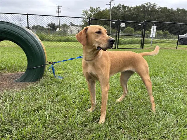 Unknown - Labrador Retriever