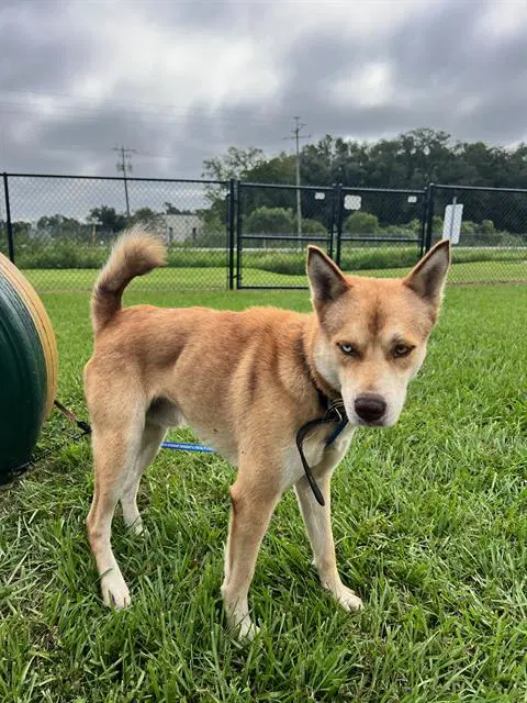 Unknown - Siberian Husky