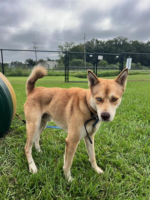 A1284420, a dog for adoption from Polk County Animal Control