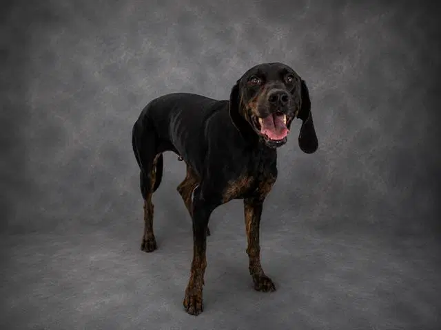 Millie - Plott Hound