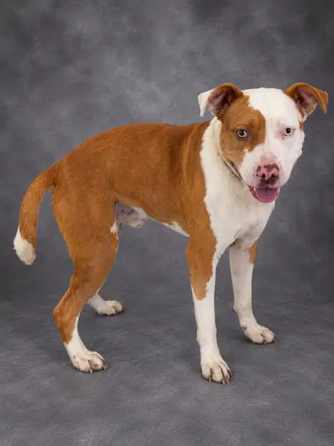 Unknown - Bulldog