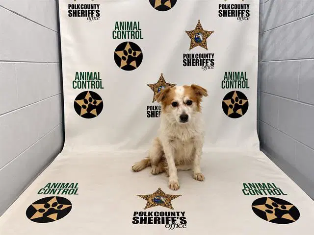 Gabriel - Chihuahua