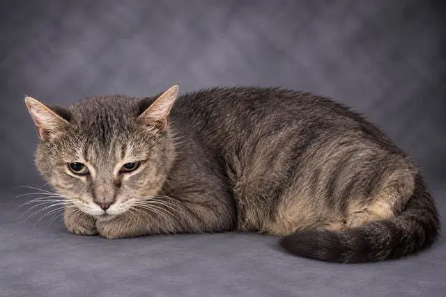 Cheese - Domestic Short Hair