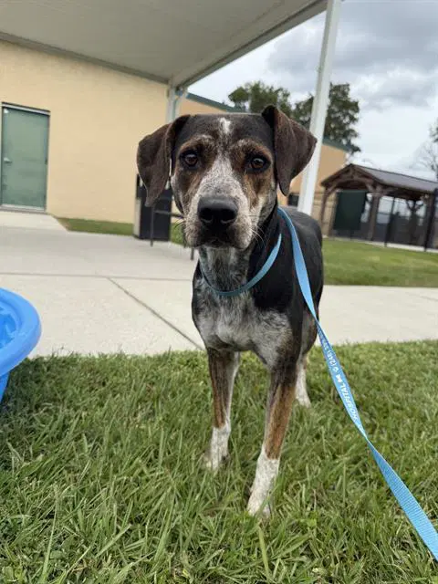 Hilda - Catahoula Leopard Dog