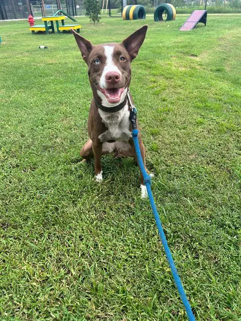 Mindy - Australian Kelpie