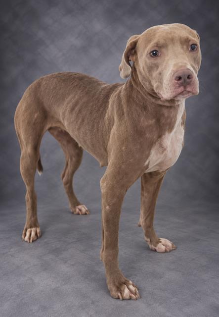 Sasha