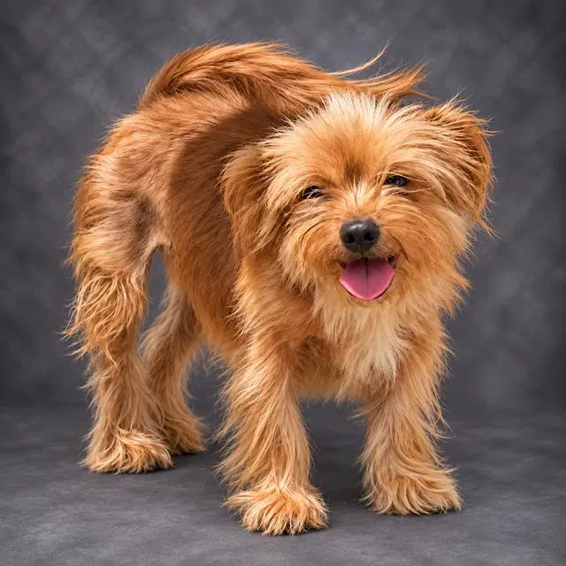 Pippa - Silky Terrier