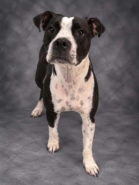 Midge - Bulldog