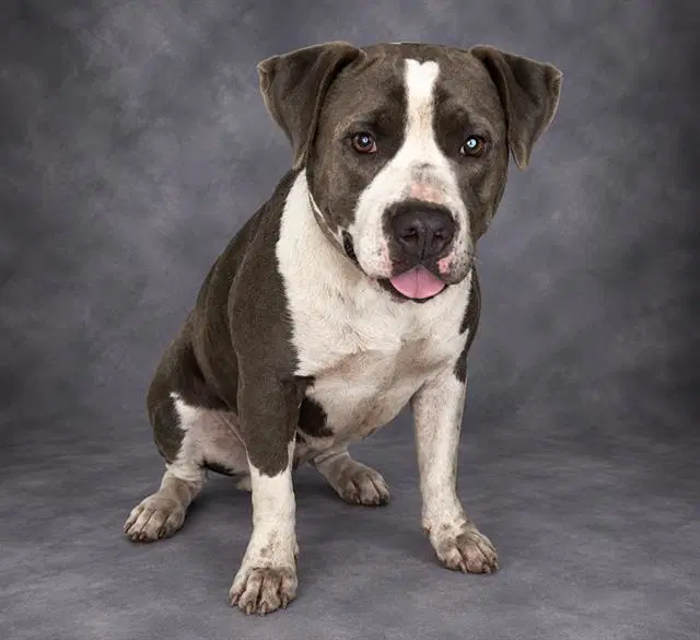 Candy - Bulldog