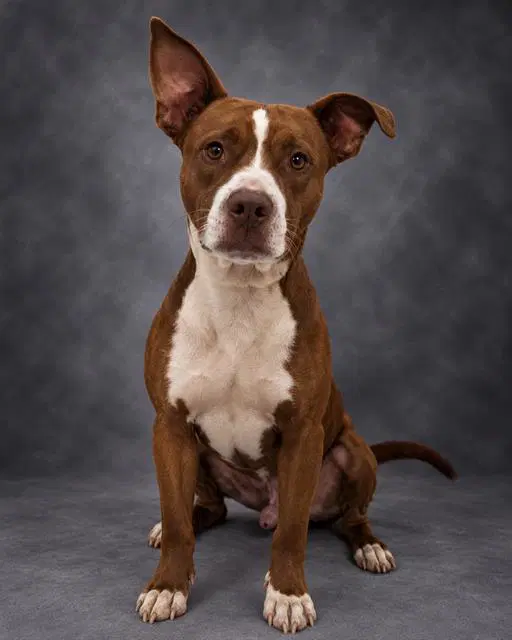 Gilbert - Bulldog
