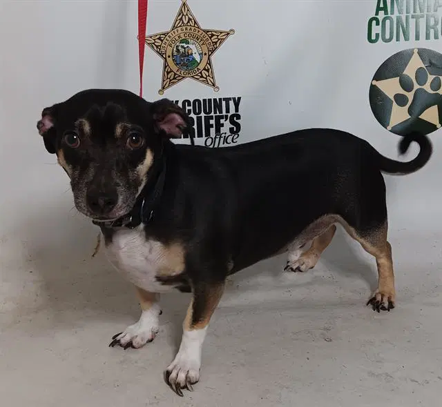Buddy - Dachshund