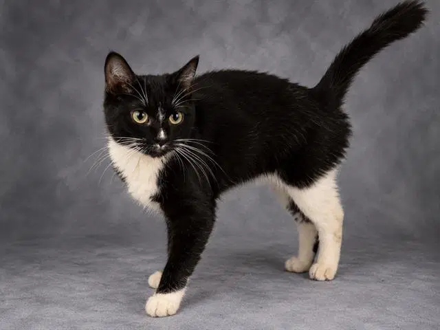 Kimmy - Domestic Short Hair
