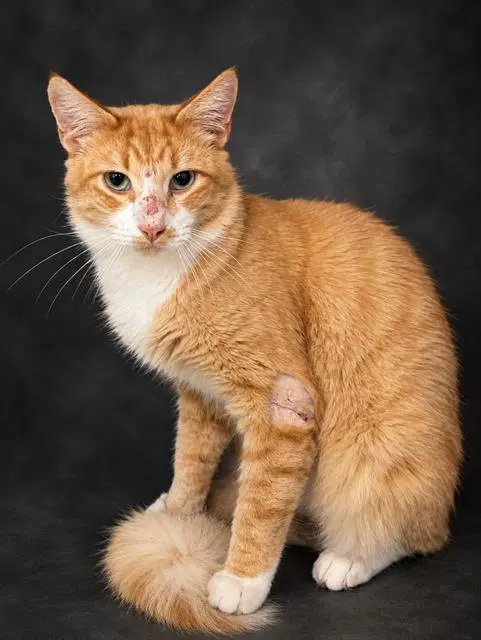 Ralph - Domestic Short Hair