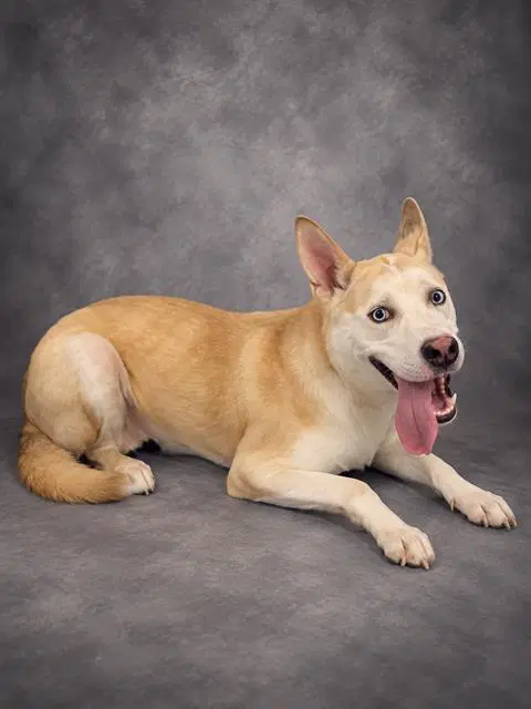 Falkor - Siberian Husky