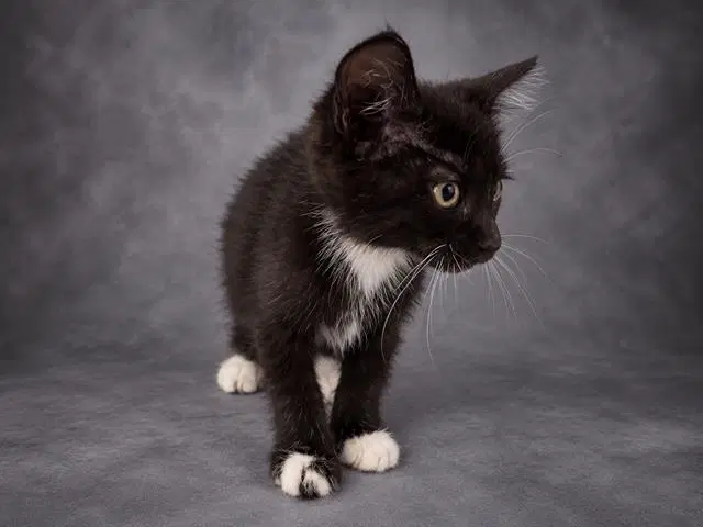 Jiffy - Domestic Short Hair
