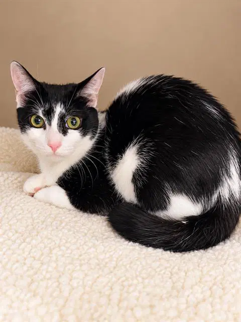 Inky - Domestic Short Hair
