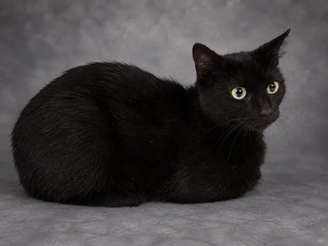 Shrek - Domestic Short Hair