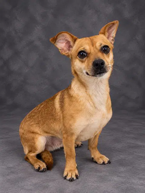 Riker - Chihuahua