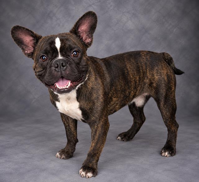 BRUNO