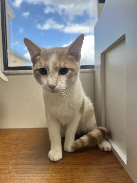 Ghost - Domestic Short Hair
