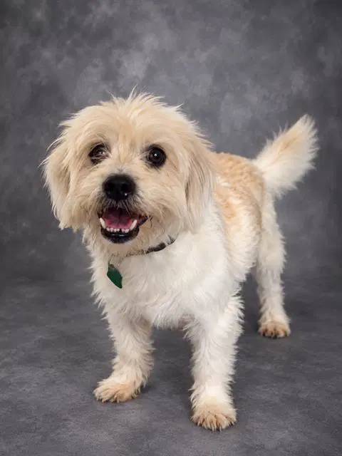 Teddy - Maltese