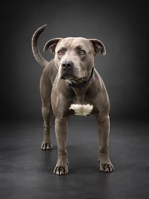 Rugger - Bulldog