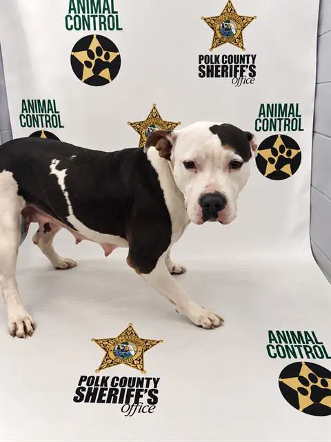 Tamera - American Bulldog
