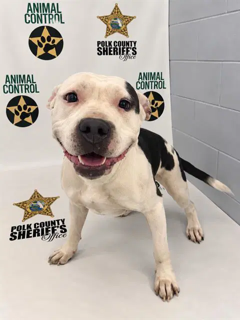 Tia - American Bulldog