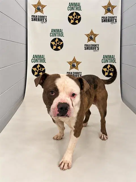 Arnold - Bulldog
