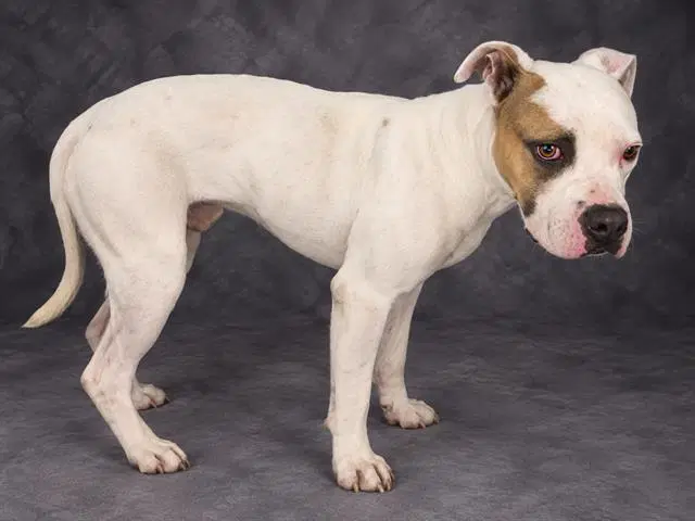 Lainey - Bulldog