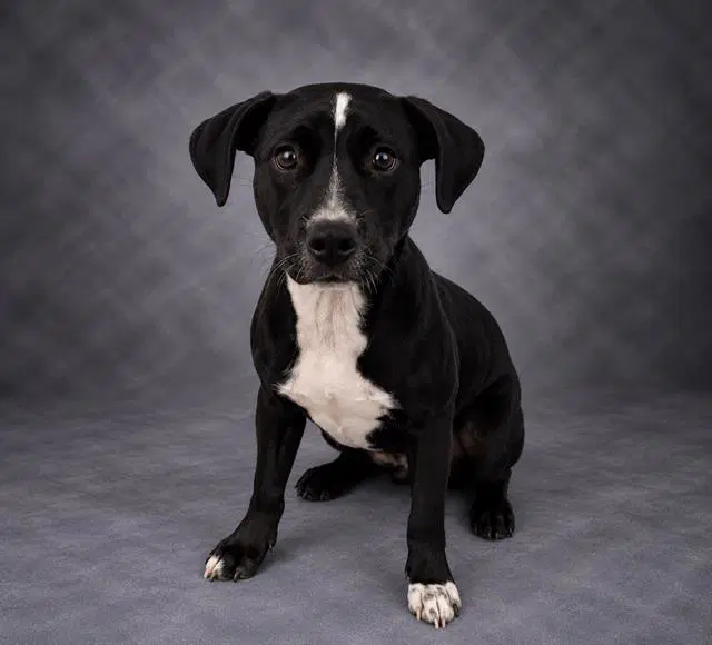 Abby image 1