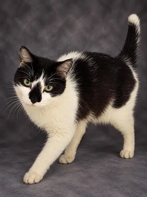 Tofu - Domestic Short Hair