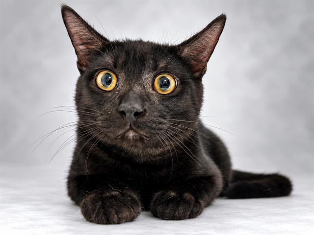 Binx
