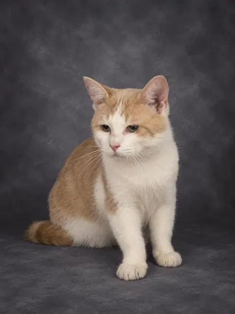 Max - Domestic Short Hair