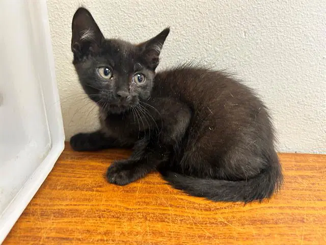 Gohan - Domestic Short Hair