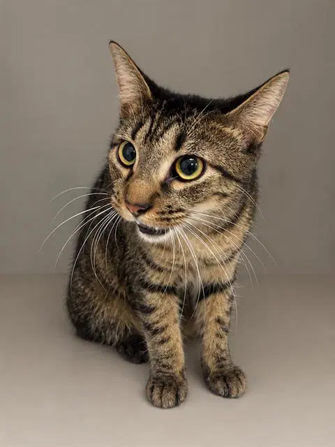Mary - Domestic Short Hair
