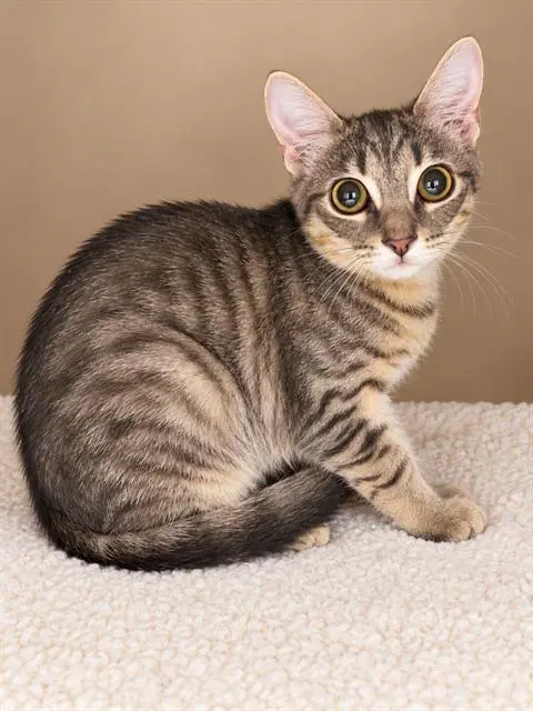 Sarah - Domestic Short Hair