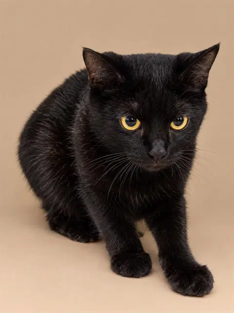 Winifred - Domestic Short Hair