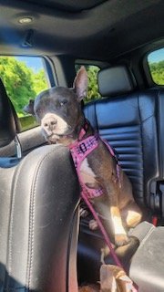 adoptable Dog in Fort Lauderdale, FL named BRIE