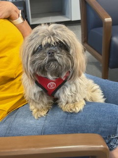 picture of the dog needing adoption