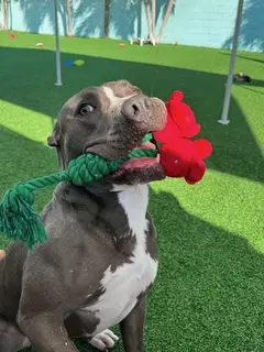 Chance - Labrador Retriever