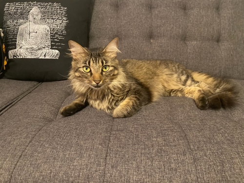 LOLA, Adult Maine Coon (medium coat), cat for adoption in Altamonte Springs, Florida