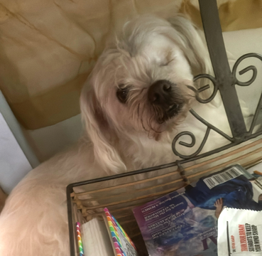 MUFFIN, an adoptable Maltese in Eustis, FL