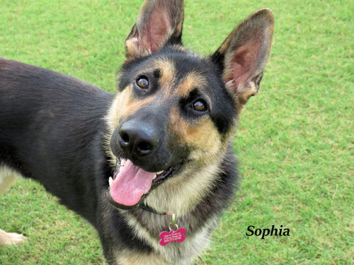 Sophia