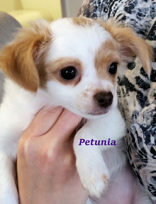 Petunia